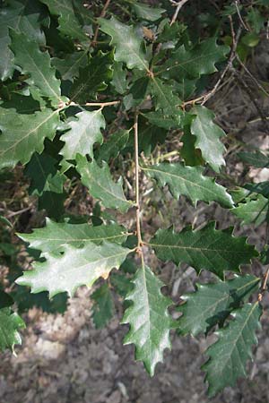 Quercus faginea \ Portugiesische Eiche / Portuguese Oak, E Lumbier 20.8.2011