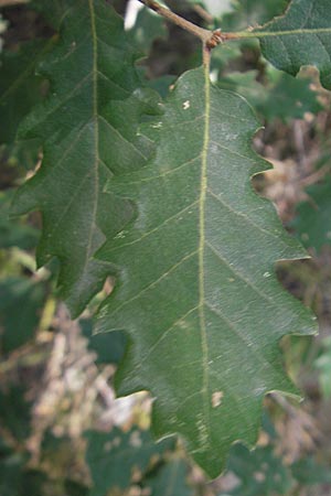 Quercus faginea \ Portugiesische Eiche / Portuguese Oak, E Lumbier 20.8.2011