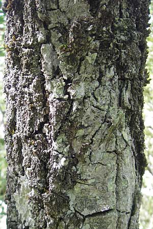 Quercus faginea \ Portugiesische Eiche / Portuguese Oak, E Lumbier 20.8.2011