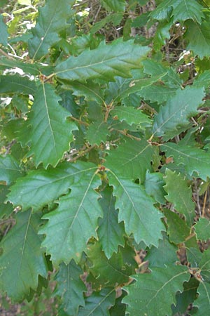 Quercus faginea \ Portugiesische Eiche / Portuguese Oak, E Lumbier 20.8.2011