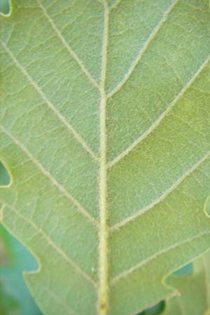 Quercus faginea \ Portugiesische Eiche / Portuguese Oak, E Lumbier 20.8.2011