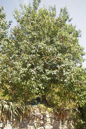 Quercus faginea \ Portugiesische Eiche / Portuguese Oak, E Lumbier 20.8.2011