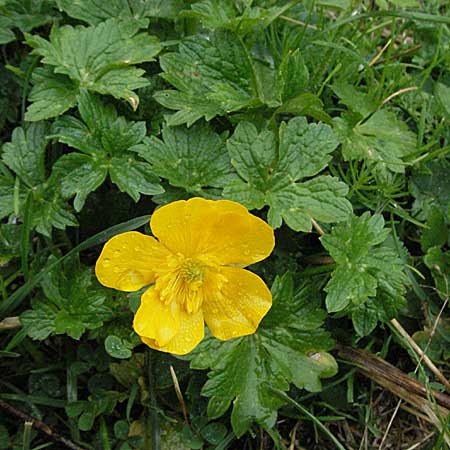 Ranunculus montanus \ Berg-Hahnenfu / Mountain Buttercup, E Pyrenäen/Pyrenees, Benasque 17.8.2006