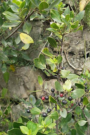 Rhamnus alaternus / Italian Buckthorn, Evergreen Buckthorn, E Zumaia 16.8.2011