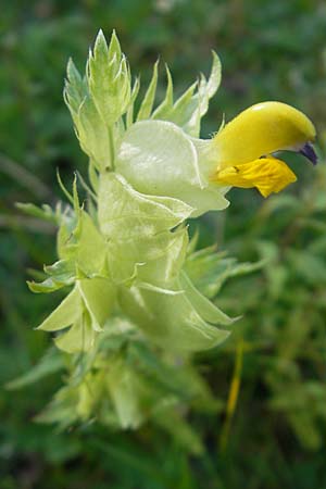 Rhinanthus serotinus \ Großer Klappertopf / Narrow-Leaved Yellow-Rattle, E Pyrenäen/Pyrenees, Hecho - Tal / Valley 19.8.2011