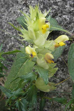 Rhinanthus pumilus \ Niedriger Klappertopf / Dwarf Yellow-Rattle, E Pyrenäen/Pyrenees, Caldes de Boi 16.8.2006