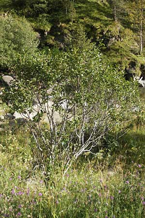 Rhamnus alpina \ Alpen-Kreuzdorn / Alpine Buckthorn, E Pyrenäen/Pyrenees, Ordesa 23.8.2011