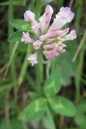 Trifolium pratense \ Rot-Klee, Wiesen-Klee, E Pyrenäen, Ordesa 23.8.2011