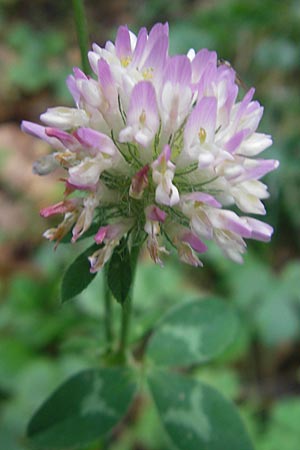 Trifolium pratense \ Rot-Klee, Wiesen-Klee, E Pyrenäen, Ordesa 23.8.2011