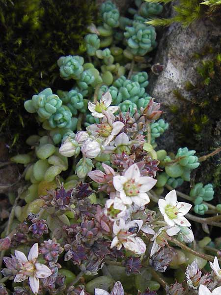 Sedum dasyphyllum \ Dickblttriger Mauerpfeffer / Corsian Stonecrop, E Picos de Europa, Covadonga 7.8.2012