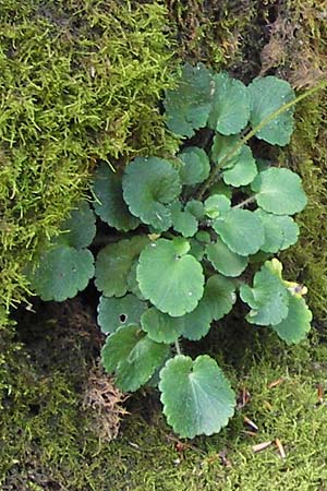 Saxifraga hirsuta \ Rauhaariger Steinbrech / Kidney Saxifrage, E Picos de Europa, Potes 16.8.2012