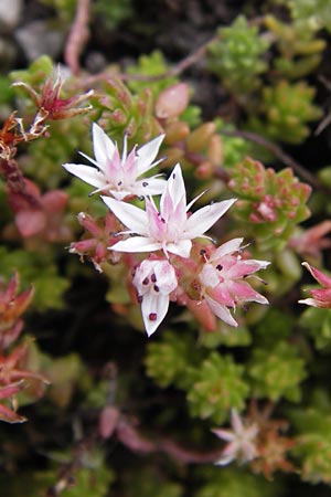 Sedum anglicum \ Englischer Mauerpfeffer / English Stonecrop, E Picos de Europa, Carrea 11.8.2012