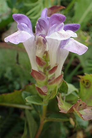 Scutellaria alpina \ Alpen-Helmkraut, E Pyrenäen, Prat de Cadi 6.8.2018