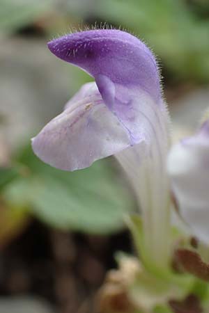 Scutellaria alpina \ Alpen-Helmkraut, E Pyrenäen, Prat de Cadi 6.8.2018