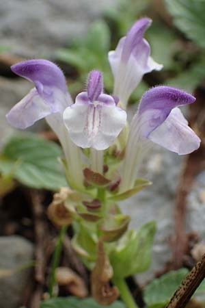 Scutellaria alpina \ Alpen-Helmkraut, E Pyrenäen, Prat de Cadi 6.8.2018