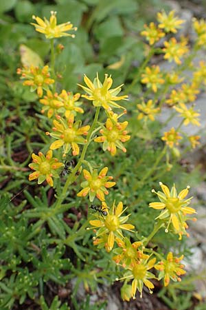 Saxifraga aizoides \ Fetthennen-Steinbrech / Yellow Mountain Saxifrage, E Pyrenäen/Pyrenees, Prat de Cadi 6.8.2018