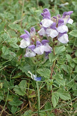 Scutellaria alpina \ Alpen-Helmkraut, E Pyrenäen, Prat de Cadi 6.8.2018