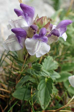 Scutellaria alpina \ Alpen-Helmkraut, E Pyrenäen, Prat de Cadi 6.8.2018