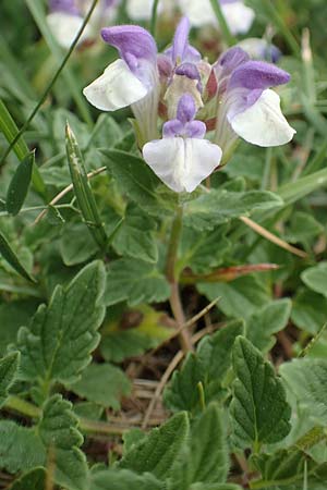 Scutellaria alpina \ Alpen-Helmkraut, E Pyrenäen, Prat de Cadi 6.8.2018