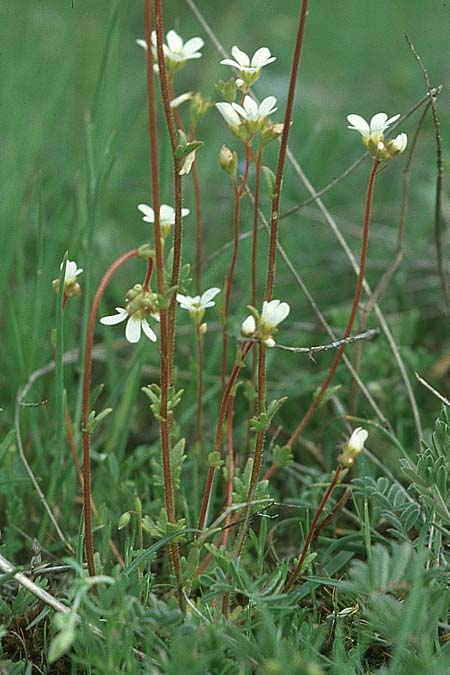 Saxifraga dichotoma \ Gabel-Steinbrech / Forked Saxifrage, E Alcala de la Selva 24.5.2004