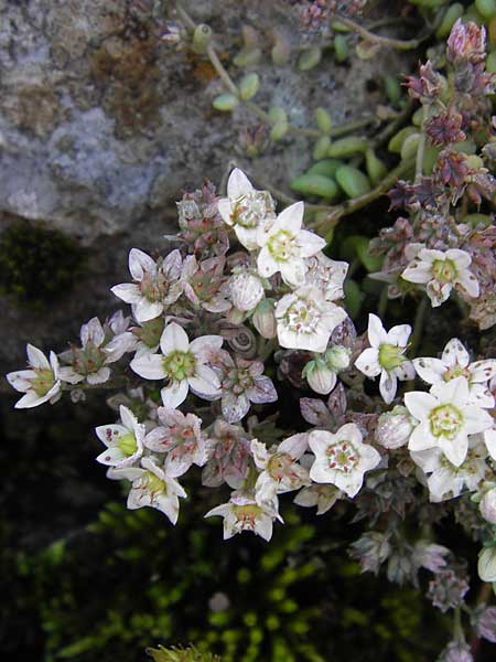 Sedum dasyphyllum \ Dickblttriger Mauerpfeffer, E Picos de Europa, Covadonga 7.8.2012