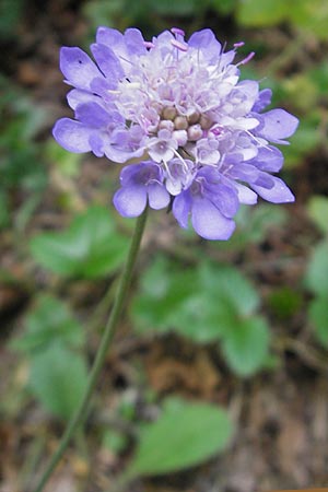 Scabiosa columbaria \ Tauben-Skabiose, E Pyrenäen, Ordesa 22.8.2011