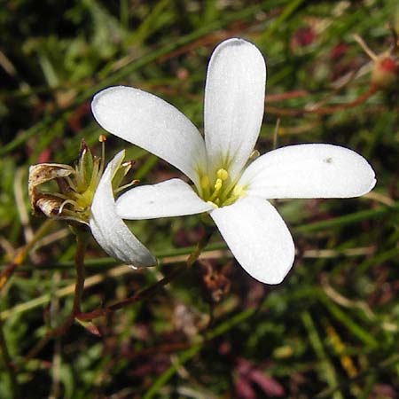 Saxifraga canaliculata \ Rinniger Moos-Steinbrech / Spanish Saxifrage, E Picos de Europa, Covadonga 7.8.2012