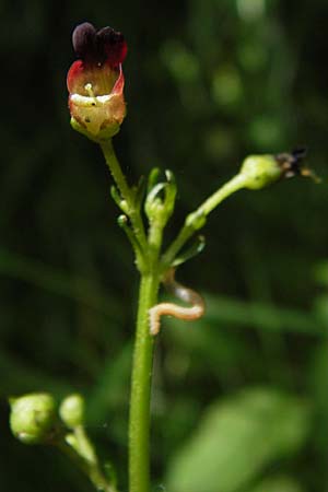 Scrophularia alpestris \ Alpine Braunwurz / Alpine Figwort, E Picos de Europa, Potes 16.8.2012