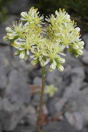 Sedum sediforme \ Nizza-Mauerpfeffer / Pale Stonecrop, E Pyrenäen/Pyrenees, Ordesa 22.8.2011