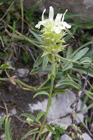 Sideritis hyssopifolia subsp. eynensis \ Pyrenen-Gliedkraut / Pyrenean Ironwort, E Pyrenäen/Pyrenees, Ordesa 23.8.2011
