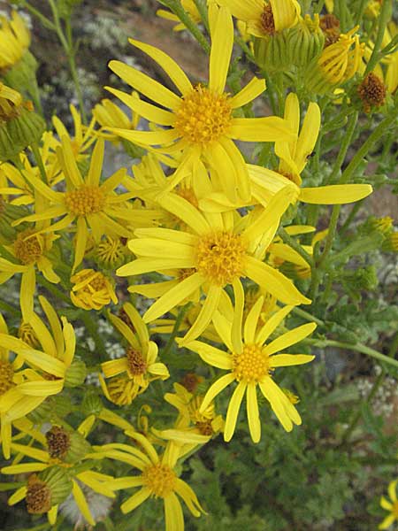 Senecio erraticus \ Spreizendes Greiskraut / Eastern Marsh Ragwort, E Pyrenäen/Pyrenees, Castejon de Sos 17.8.2006