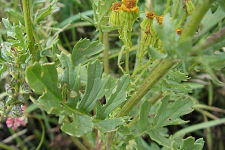 Senecio erraticus \ Spreizendes Greiskraut, E Pyrenäen, Castejon de Sos 17.8.2006