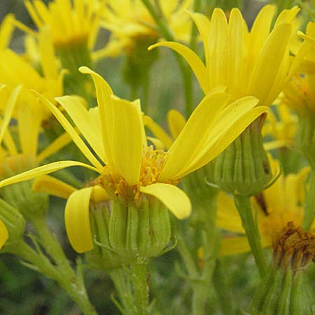 Senecio erraticus \ Spreizendes Greiskraut, E Pyrenäen, Castejon de Sos 17.8.2006