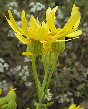 Senecio erraticus \ Spreizendes Greiskraut / Eastern Marsh Ragwort, E Pyrenäen/Pyrenees, Castejon de Sos 17.8.2006