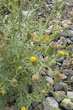 Senecio viscosus \ Klebriges Greiskraut, E Pyrenäen, Castejon de Sos 17.8.2006