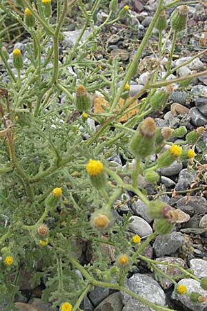 Senecio viscosus \ Klebriges Greiskraut / Sticky Groundsel, E Pyrenäen/Pyrenees, Castejon de Sos 17.8.2006