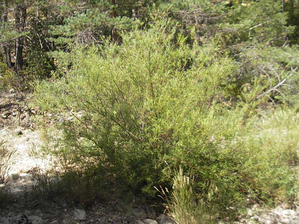 Salix elaeagnos \ Lavendel-Weide / Olive Willow, E Pyrenäen/Pyrenees, Jaca 21.8.2011