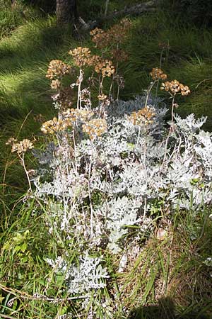 Senecio cineraria \ Aschen-Greiskraut, E Lekeitio 6.8.2012
