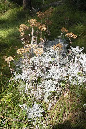 Senecio cineraria \ Aschen-Greiskraut, Silber-Greiskraut / Silver Ragwort, Dusty Miller, E Lekeitio 6.8.2012