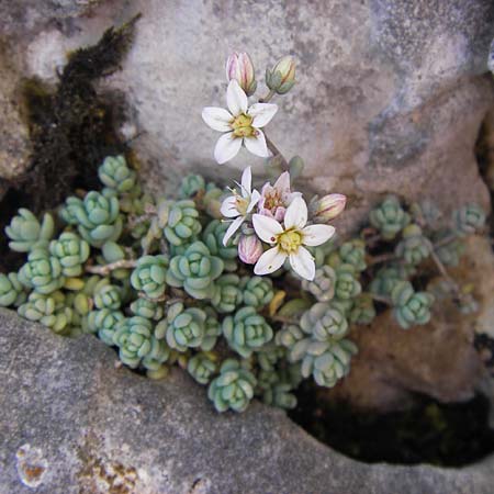Sedum dasyphyllum \ Dickblttriger Mauerpfeffer, E Picos de Europa, Covadonga 7.8.2012