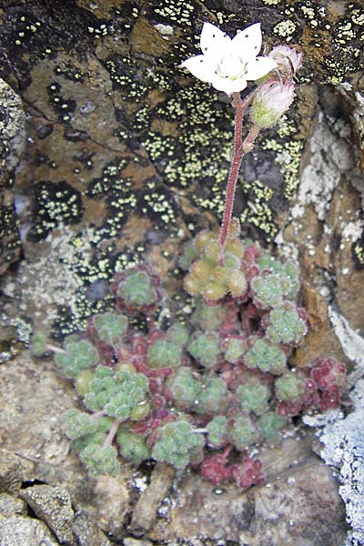 Sedum hirsutum \ Behaarter Mauerpfeffer / Hairy Stonecrop, E Picos de Europa, Puerto de San Glorio 13.8.2012