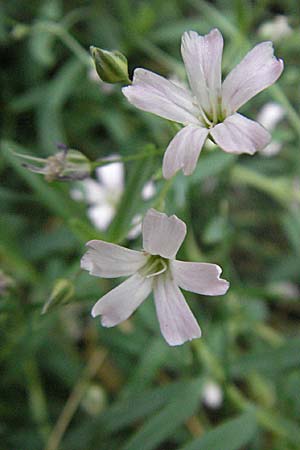 Gypsophila repens \ Kriechendes Gipskraut / Alpine Gypsophila, E Pyrenäen/Pyrenees, Caldes de Boi 18.8.2006