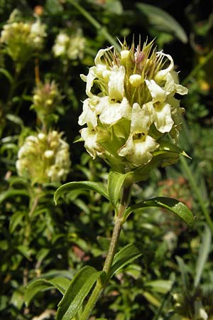 Sideritis hyssopifolia subsp. eynensis \ Pyrenäen-Gliedkraut / Pyrenean Ironwort, E Picos de Europa, Covadonga 7.8.2012