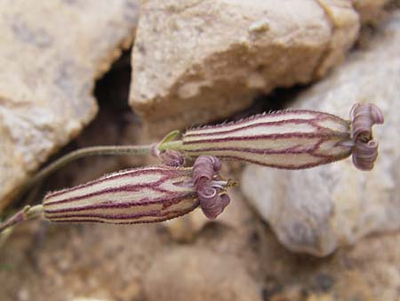 Silene ciliata \ Bewimperte Lichtnelke, E Picos de Europa, Fuente De 14.8.2012