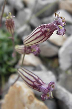 Silene ciliata \ Bewimperte Lichtnelke, E Picos de Europa, Fuente De 14.8.2012