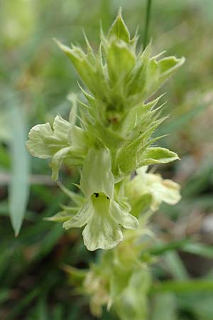 Sideritis hyssopifolia subsp. eynensis \ Pyrenen-Gliedkraut / Pyrenean Ironwort, E Pyrenäen/Pyrenees, Prat de Cadi 6.8.2018