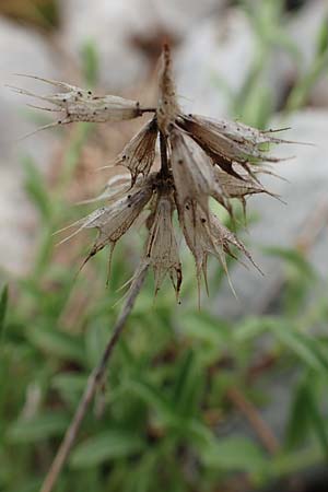 Sideritis hyssopifolia subsp. eynensis \ Pyrenäen-Gliedkraut / Pyrenean Ironwort, E Pyrenäen/Pyrenees, Prat de Cadi 6.8.2018