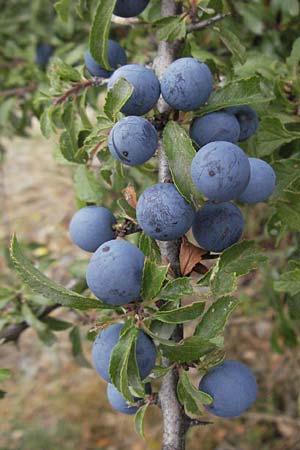 Prunus spinosa \ Schlehe, Schwarzdorn / Sloe, Blackthorn, E Pyrenäen/Pyrenees, Durro in Boi - Tal / Valley 16.8.2006