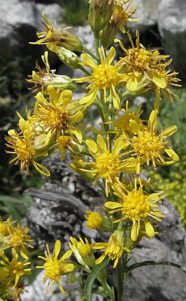 Solidago virgaurea \ Gewhnliche Goldrute, Echte Goldrute / Goldenrod, E Pyrenäen/Pyrenees, Caldes de Boi 16.8.2006