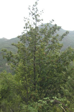 Sorbus domestica \ Speierling / Service Tree, E Pyrenäen/Pyrenees, Ordesa 22.8.2011